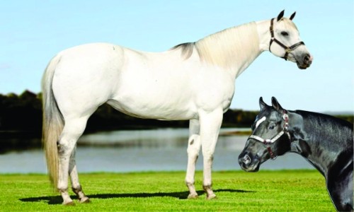 EMBRIÃO SECRET ONLY X GRANITE LAKE 