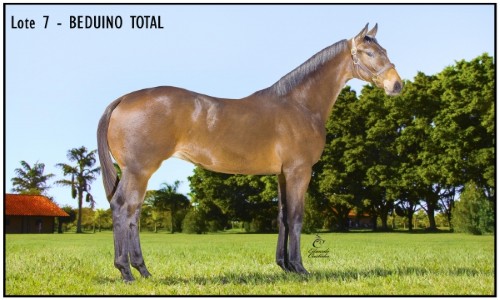 BEDUINO TOTAL 