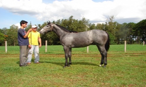 ALTEZA AUTORIDAD REAL 