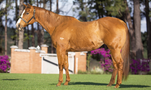 EMBRIAO LIBBYS CATEL X JESS LOUISIANA BLUE 