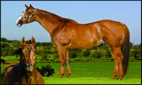 EMBRIÃO LIBBYS CARTEL X JESS LOUISIANA BLUE 