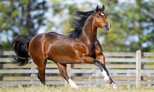 VENDA DE COBERTURA DICKSON JESS CORONA 