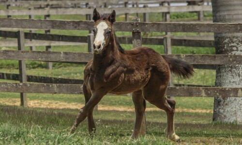 NN SAVANNAH FISHERS FLY 