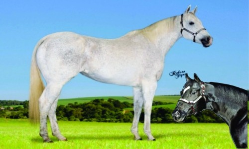 EMBRIÃO EYE AM BUENO X GRANITE LAKE 