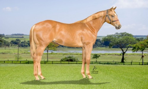 FIRST PRIZE LADY CAR 