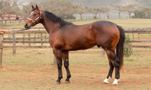 ATACAMA EXPRESS SJOR 