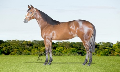 CREPUSCULO CORONA HF 