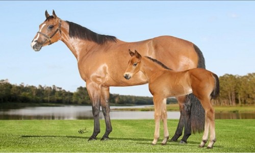 EMBRIAO FIRST LADY STONE 