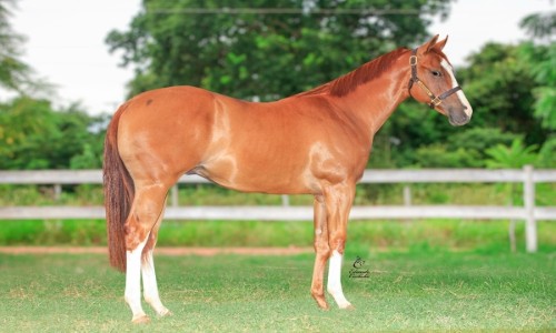 OCIRIO CACERES FILHO 