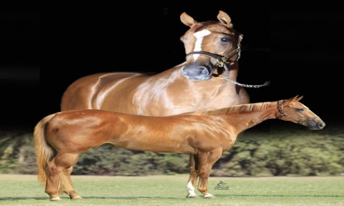 CRIPTONITA CORONA HF 