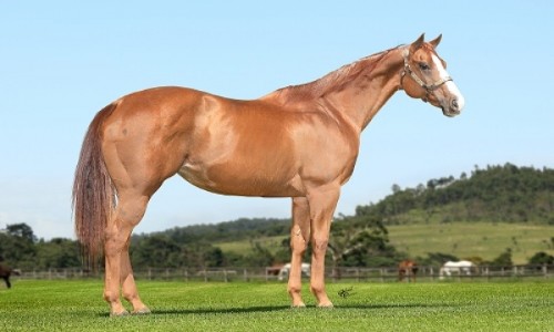 LIBBYS CARTEL (LIVRE ACASALAMENTO) 