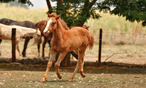 NN(Lock Lady Toll Car) 