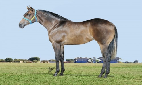 MYSTER OF MASTER JNN 