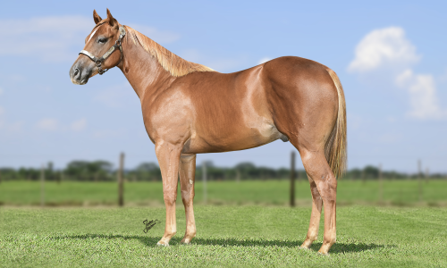 FANTASTIC RED CARTEL 