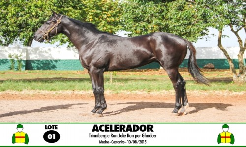 ACELERADOR 