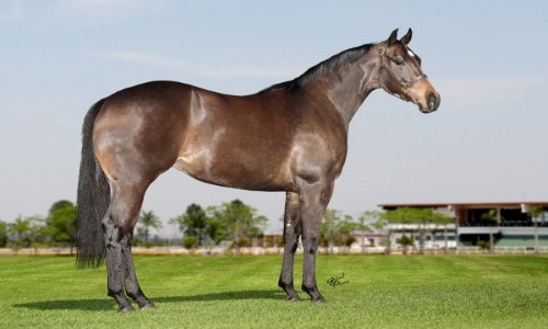 DASHING MOUNTAIN MRL 