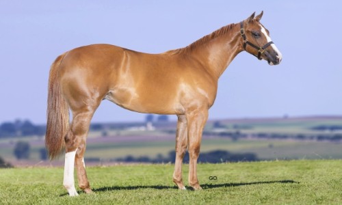 DESIRIO DA RAIA SJOR 