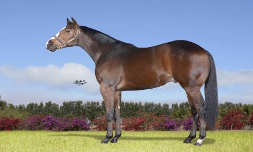 RCH FANTASTIC JUNIOR 