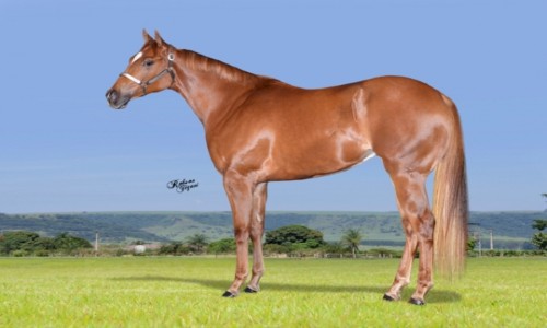 FIRST PRIZE LADY CAR 