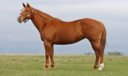 DINAMITE SPECIAL HBR 