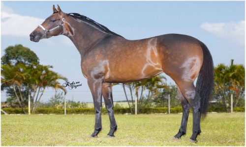 VERDADEIRA DA SHALAKO 