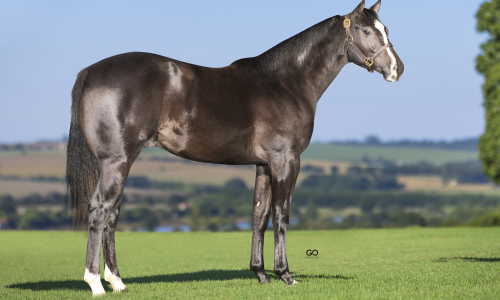 ETERNITY CORONA SJOR 