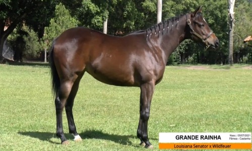 GRANDE RAINHA 