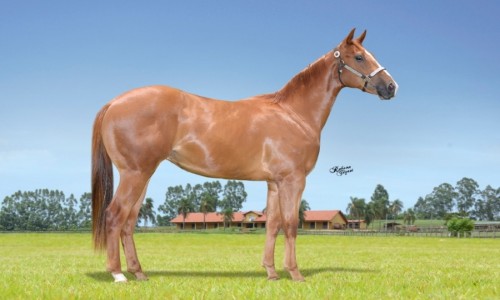 INSPIRADO DARING HBR 