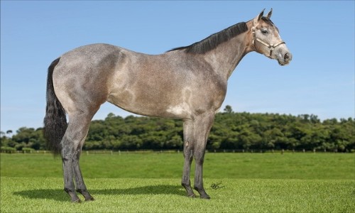 GENEROSA SPECIAL HBR 