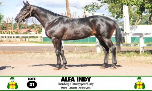ALFA INDY 