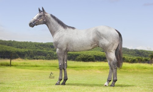 PAINTED FANTASTIC FS 