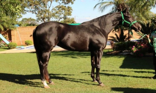 LILAS HUSTLED CORONA 