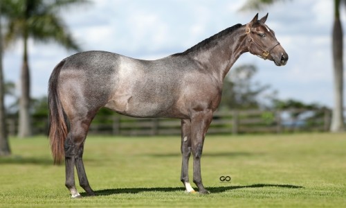 DARKSOME SENATOR GLR 