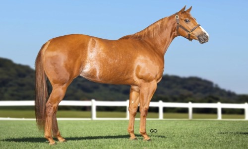 CORONA PARAGUAIA FJM 