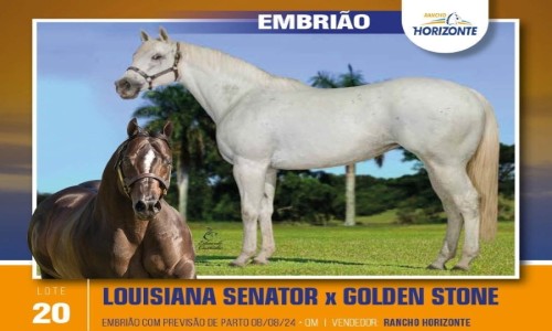 EMBRIAO (LUISIANA SENATOR X GOLDEN STONE) 