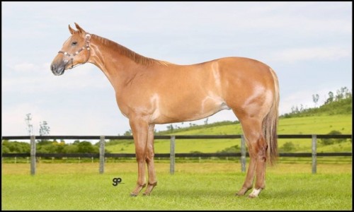 ESPLENDOR CORONA HBR 