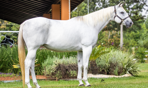 EMBRIAO SECRET ONLY X FANTASTIC FEATURE 