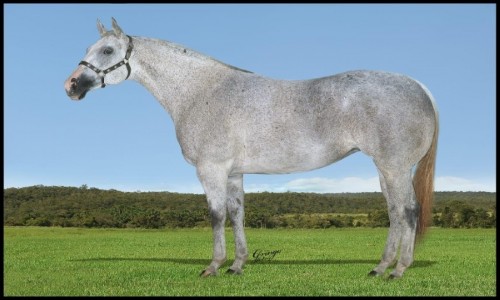 MANILA TOLL (LIVRE ACASALAMENTO) 