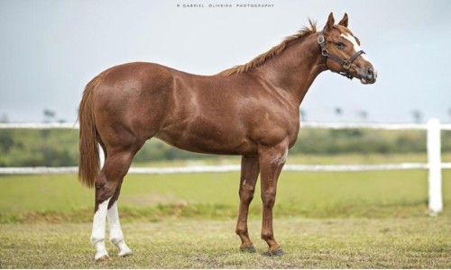 APOLITICALL YOUR JNN 