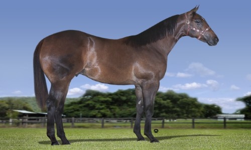 IRADO FANTASTIC GOLD 