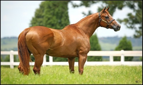 EMBRIÃƒO CORONA FOR ME X AVA TRIGER BEDUINO 