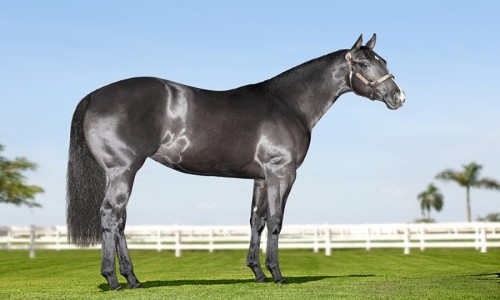 EMBRIAO DE GUCCI GRANITE STM 