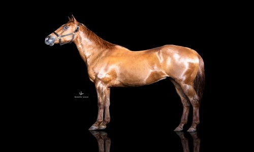 EMBRIAO AGLAIA BRYAN SA 