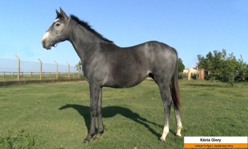 KENIA GLORY 