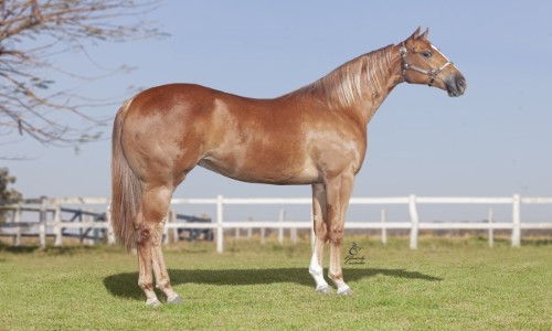 CRIPTONITA CORONA HF 