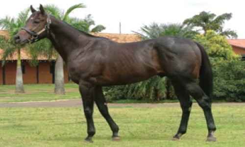 COBERTURA BLADE PROSPECTOR 