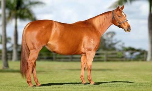 PENELOPE TOLLTAC MCM 