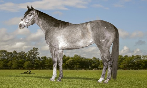 RCH BELLA QUICK DASH 