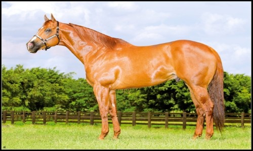 VENDA DE COBERTURA GOLD MEDAL JESS 