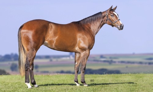 LOUISIANA WINGS SJOR 